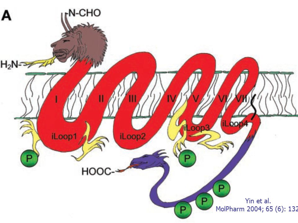 Fig. 1. GPCR chimera and analysis of ligand binding domain. The GPCR