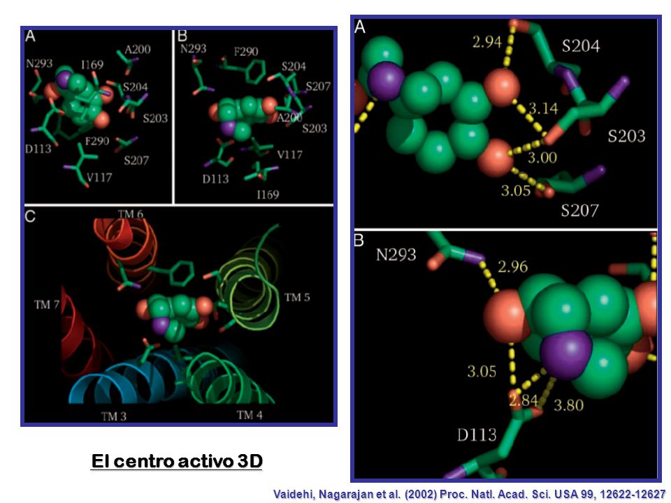 El centro activo 3D Vaidehi, Nagarajan et al. (2002) Proc. Natl. Acad. Sci. USA 99,