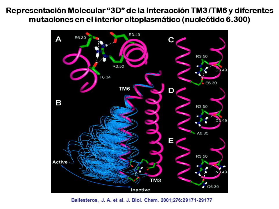 Representación Molecular 3D de la interacción TM3 /TM6 y diferentes mutaciones en el interior citoplasmático (nucleótido 6.300)