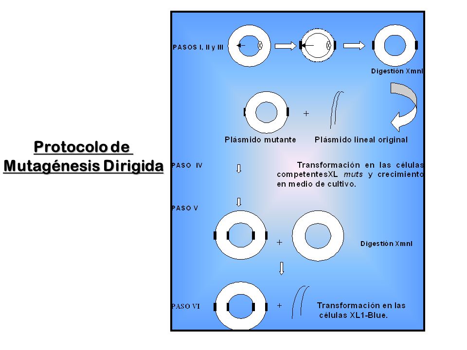 Protocolo de Mutagénesis Dirigida
