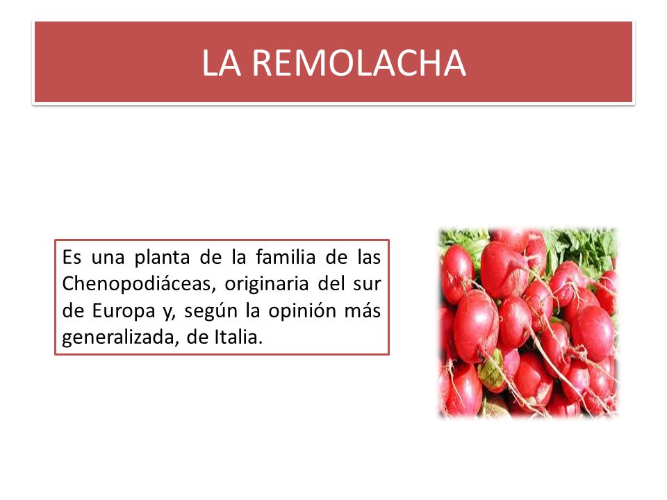 LA REMOLACHA Es una planta de la familia de las Chenopodiáceas, originaria del sur de Europa y, según la opinión más generalizada, de Italia.