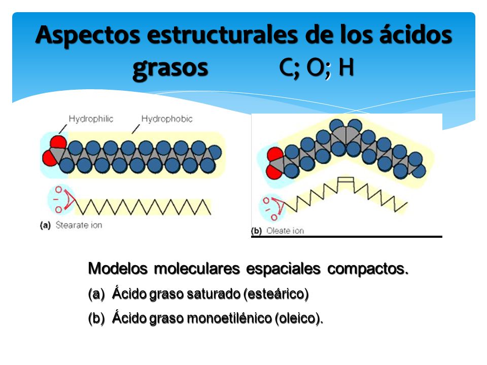 Aspectos estructurales de los ácidos grasos C; O; H
