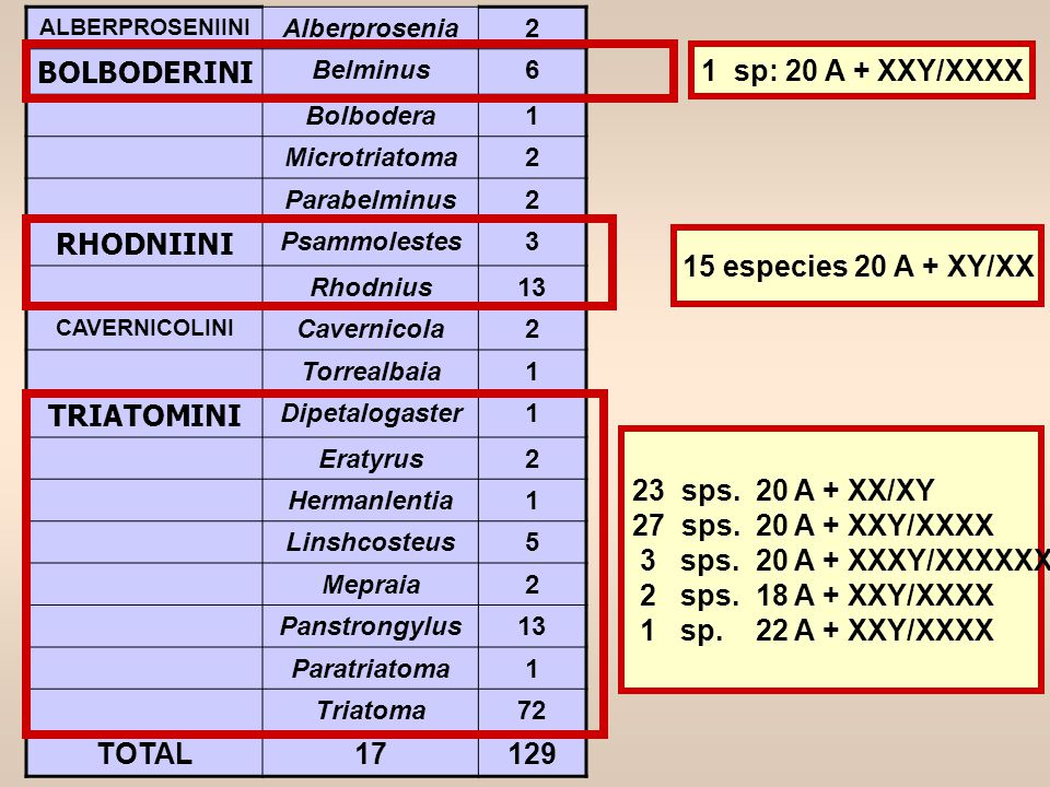 BOLBODERINI RHODNIINI TRIATOMINI TOTAL sp: 20 A + XXY/XXXX