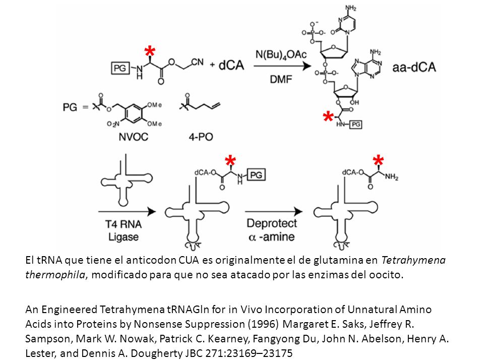 El tRNA que tiene el anticodon CUA es originalmente el de glutamina en Tetrahymena thermophila, modificado para que no sea atacado por las enzimas del oocito.