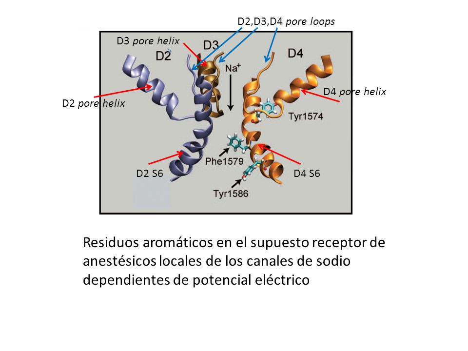D2,D3,D4 pore loops D3 pore helix. D4 pore helix. D2 pore helix. D2 S6. D4 S6.