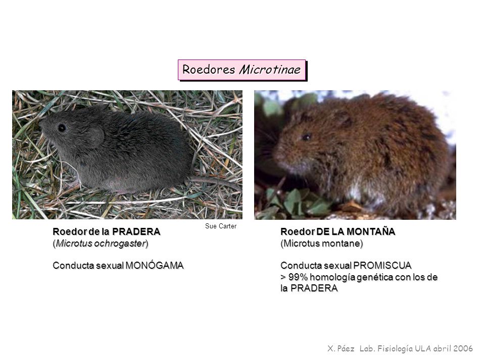 Roedores Microtinae Roedor de la PRADERA (Microtus ochrogaster)