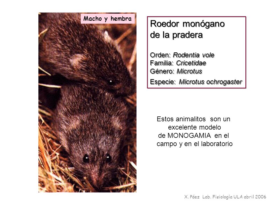 Roedor monógano de la pradera Orden: Rodentia vole Familia: Cricetidae