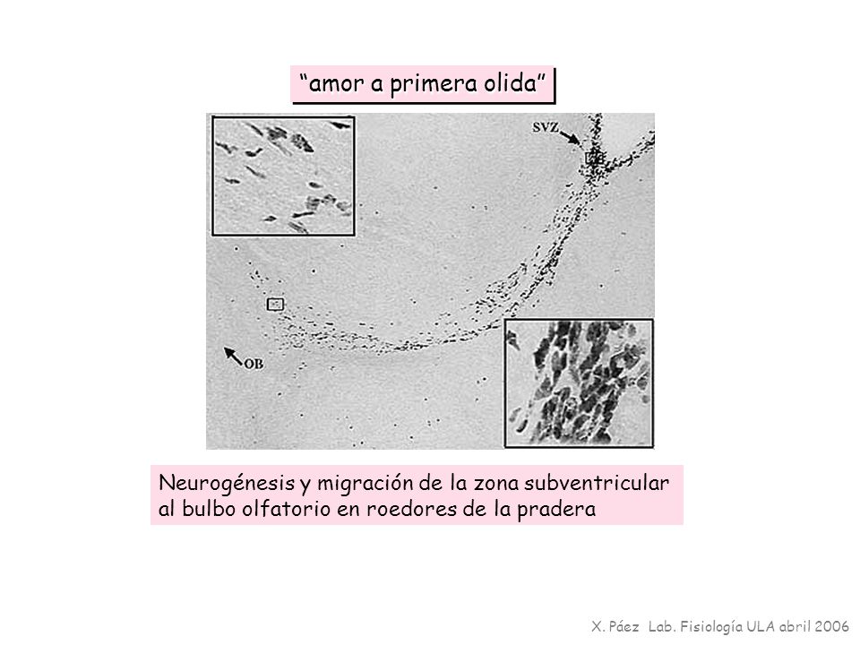amor a primera olida Neurogénesis y migración de la zona subventricular. al bulbo olfatorio en roedores de la pradera.