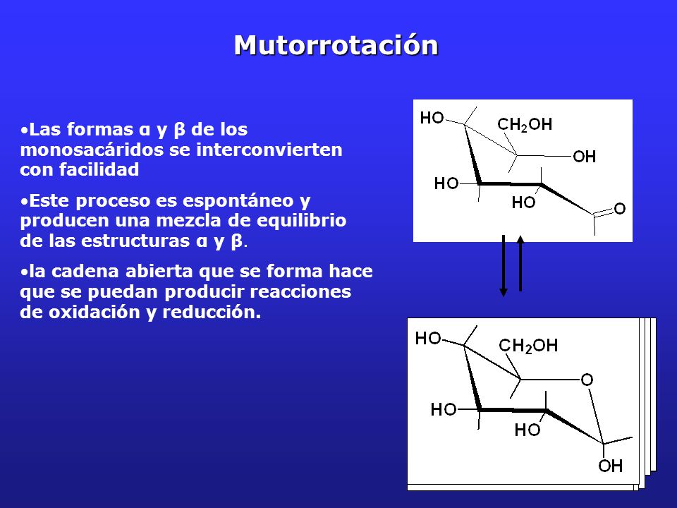 Mutorrotación Las formas α y β de los monosacáridos se interconvierten con facilidad.