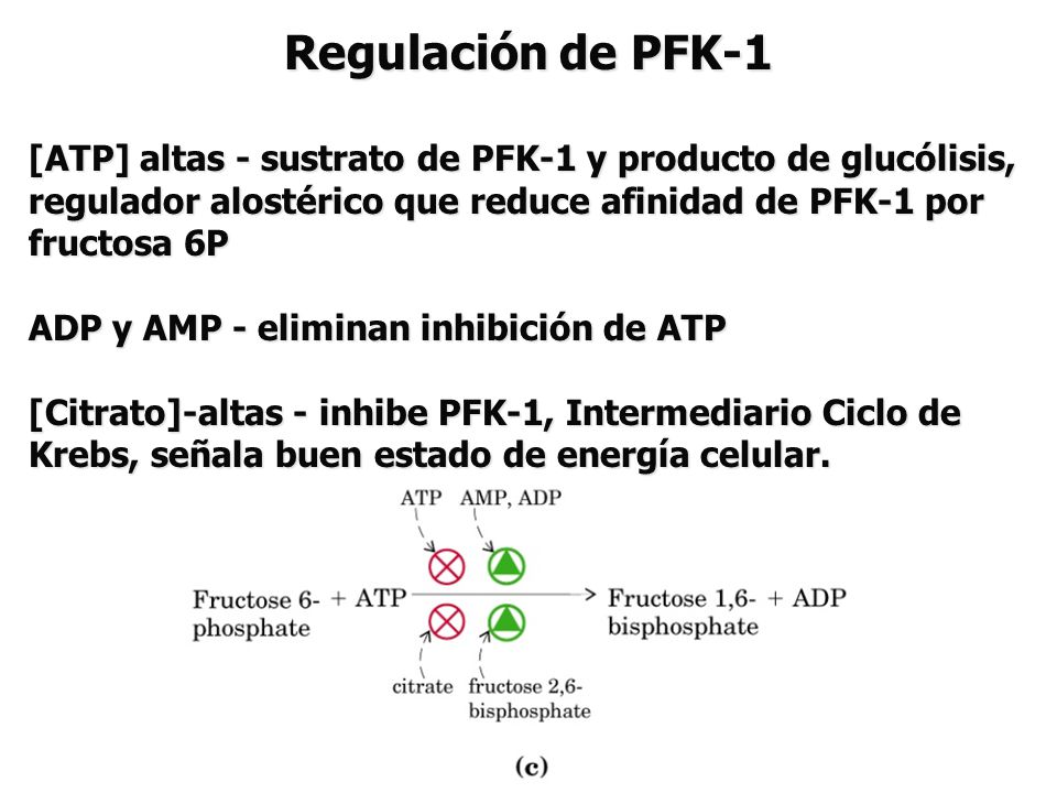 Regulación de PFK-1 [ATP] altas - sustrato de PFK-1 y producto de glucólisis, regulador alostérico que reduce afinidad de PFK-1 por fructosa 6P.