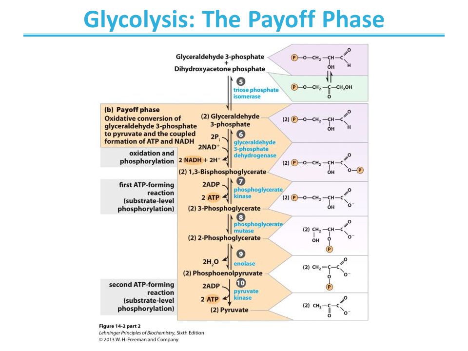 Glycolysis: The Payoff Phase