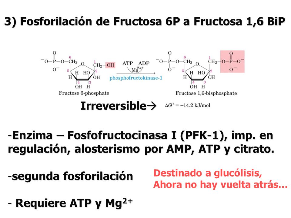 3) Fosforilación de Fructosa 6P a Fructosa 1,6 BiP