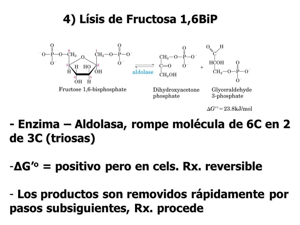 4) Lísis de Fructosa 1,6BiP - Enzima – Aldolasa, rompe molécula de 6C en 2. de 3C (triosas) ΔG’o = positivo pero en cels. Rx. reversible.