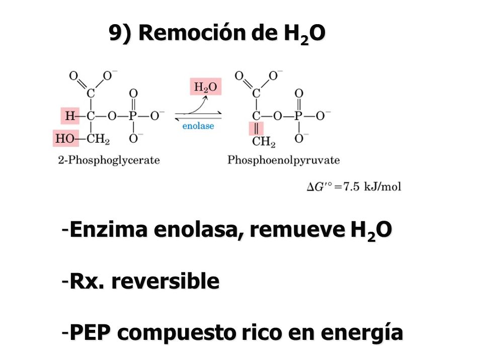9) Remoción de H2O Enzima enolasa, remueve H2O Rx. reversible PEP compuesto rico en energía