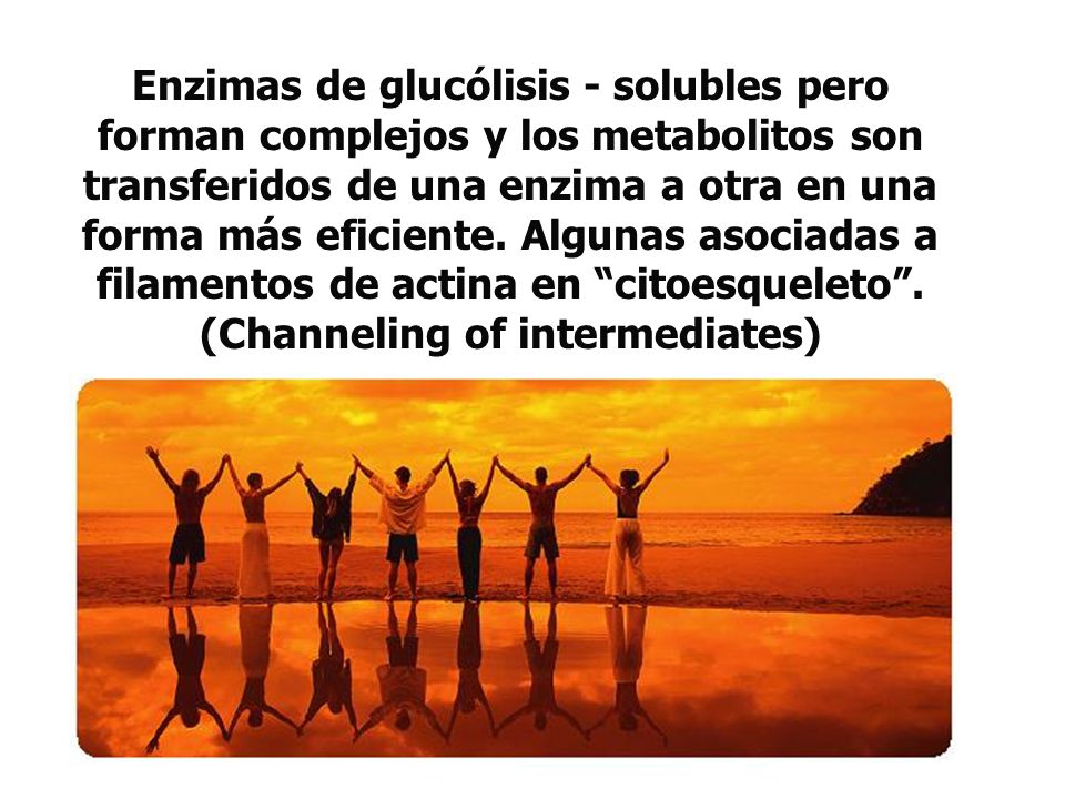 Enzimas de glucólisis - solubles pero forman complejos y los metabolitos son transferidos de una enzima a otra en una forma más eficiente.
