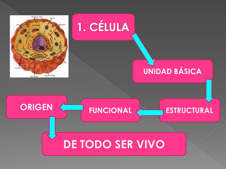 1. CÉLULA UNIDAD BÁSICA ORIGEN FUNCIONAL ESTRUCTURAL DE TODO SER VIVO