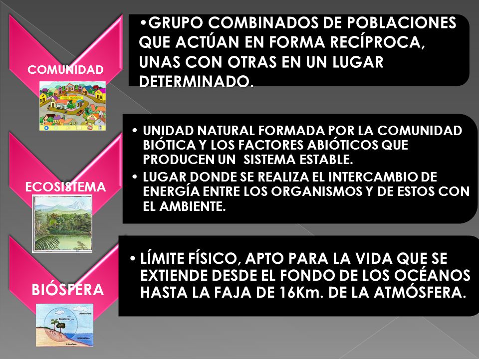 COMUNIDAD GRUPO COMBINADOS DE POBLACIONES QUE ACTÚAN EN FORMA RECÍPROCA, UNAS CON OTRAS EN UN LUGAR DETERMINADO.