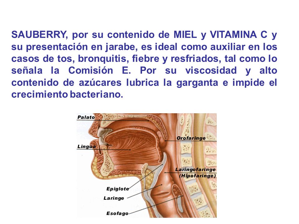 SAUBERRY, por su contenido de MIEL y VITAMINA C y su presentación en jarabe, es ideal como auxiliar en los casos de tos, bronquitis, fiebre y resfriados, tal como lo señala la Comisión E.