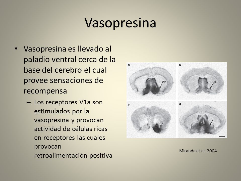 Vasopresina Vasopresina es llevado al paladio ventral cerca de la base del cerebro el cual provee sensaciones de recompensa.