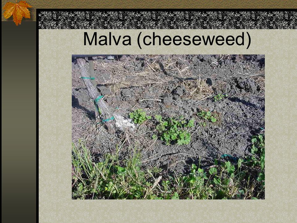 Malva (cheeseweed) Weed/herbicide tables indicate only partial control from all herbicides.
