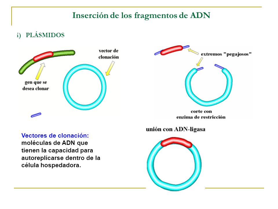Inserción de los fragmentos de ADN i) PLÁSMIDOS