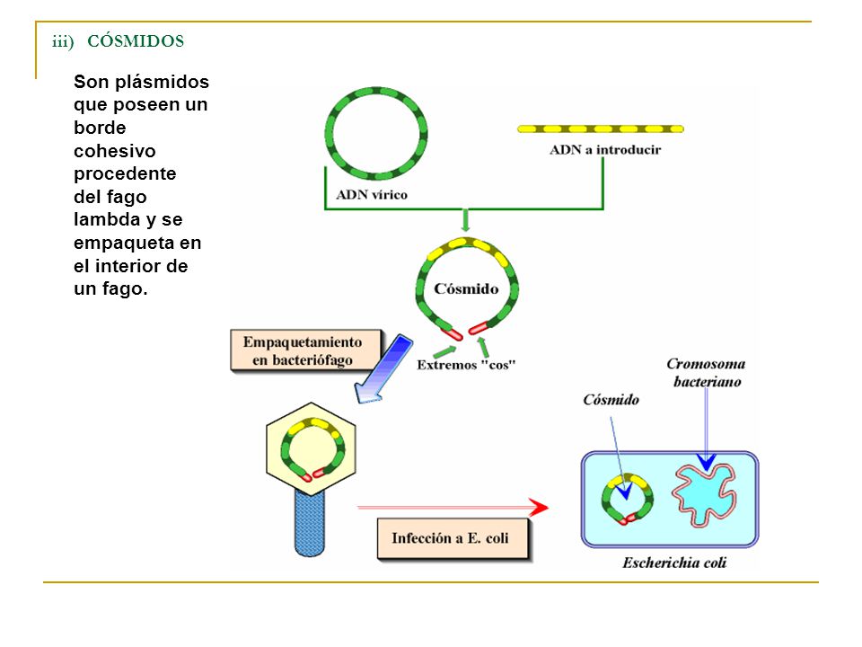 iii) CÓSMIDOS Son plásmidos que poseen un borde cohesivo procedente del fago lambda y se empaqueta en el interior de un fago.