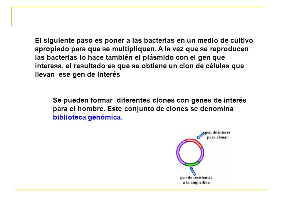 El siguiente paso es poner a las bacterias en un medio de cultivo apropiado para que se multipliquen. A la vez que se reproducen las bacterias lo hace también el plásmido con el gen que interesa, el resultado es que se obtiene un clon de células que llevan ese gen de interés