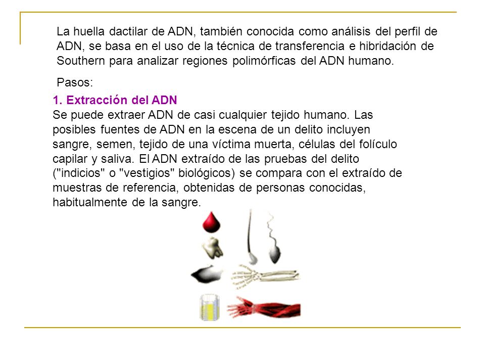 La huella dactilar de ADN, también conocida como análisis del perfil de ADN, se basa en el uso de la técnica de transferencia e hibridación de Southern para analizar regiones polimórficas del ADN humano.