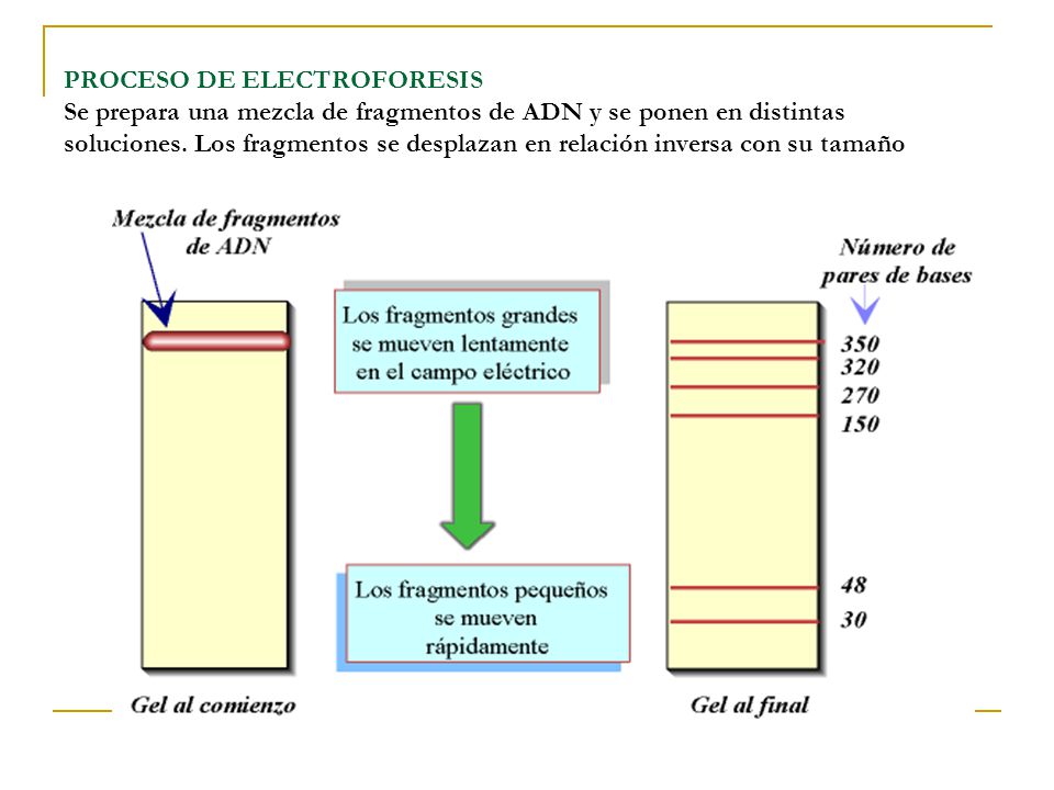 PROCESO DE ELECTROFORESIS Se prepara una mezcla de fragmentos de ADN y se ponen en distintas soluciones.