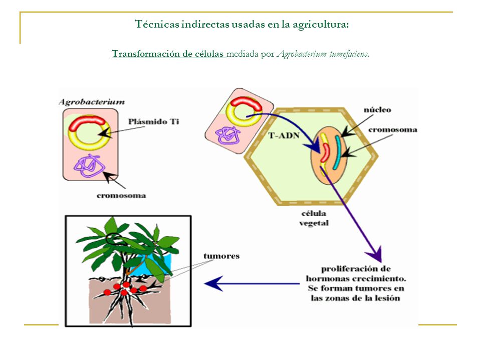 Técnicas indirectas usadas en la agricultura: Transformación de células mediada por Agrobacterium tumefaciens.