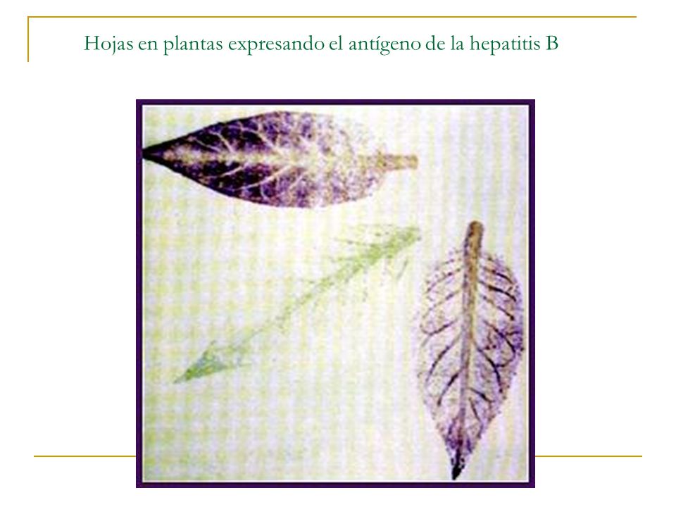 Hojas en plantas expresando el antígeno de la hepatitis B