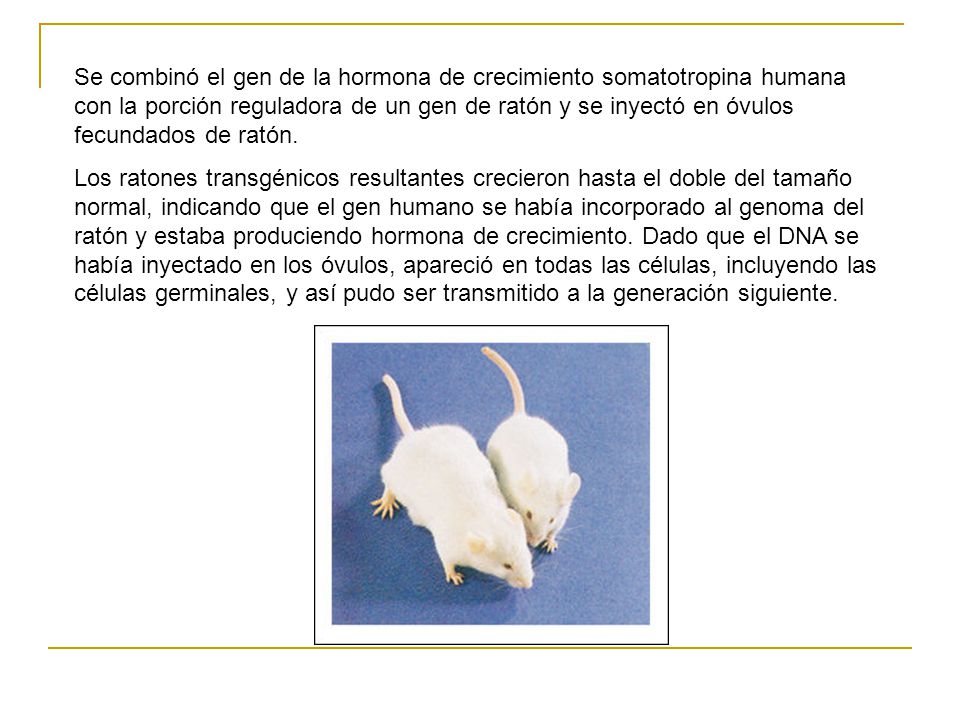Se combinó el gen de la hormona de crecimiento somatotropina humana con la porción reguladora de un gen de ratón y se inyectó en óvulos fecundados de ratón.