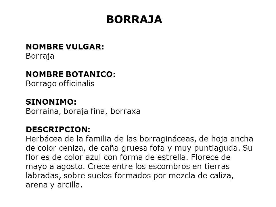 BORRAJA NOMBRE VULGAR: Borraja NOMBRE BOTANICO: Borrago officinalis