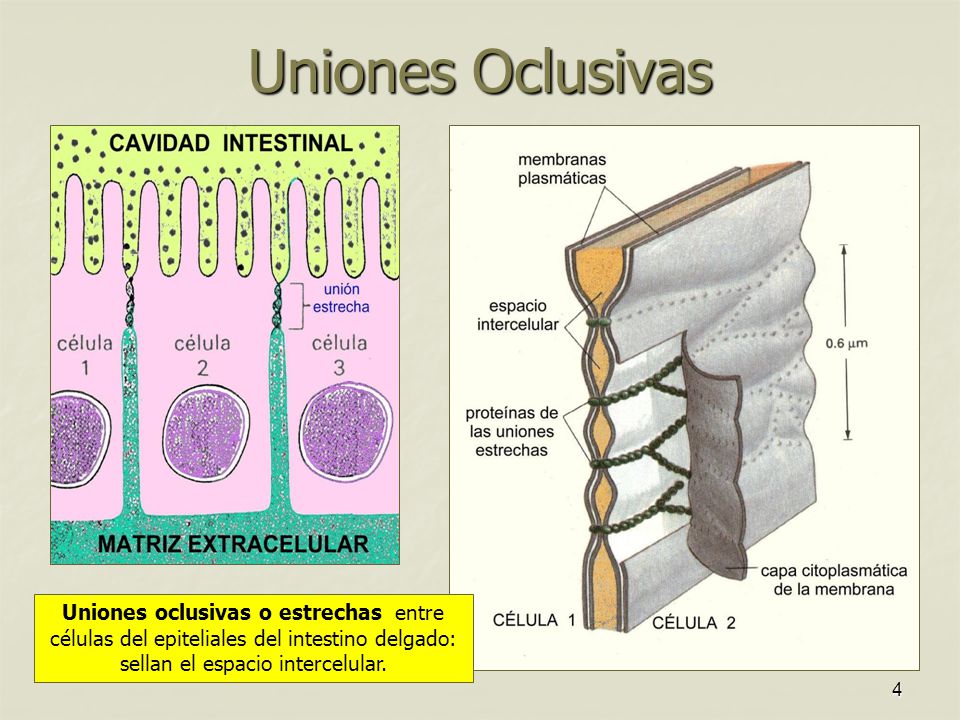 Uniones Oclusivas Uniones oclusivas o estrechas entre células del epiteliales del intestino delgado: sellan el espacio intercelular.