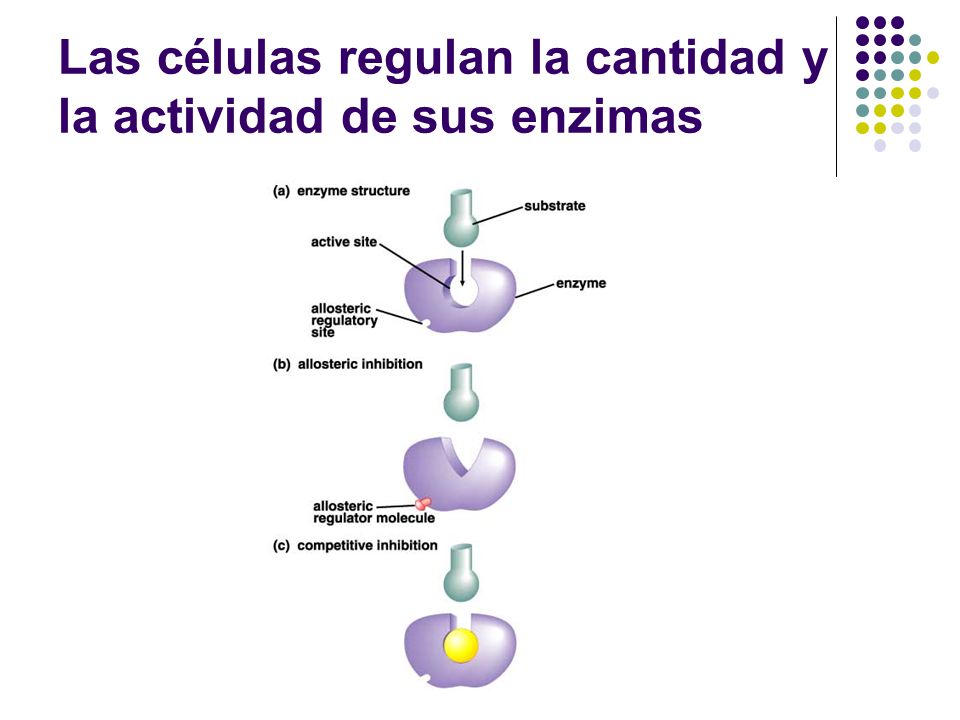 Las células regulan la cantidad y la actividad de sus enzimas