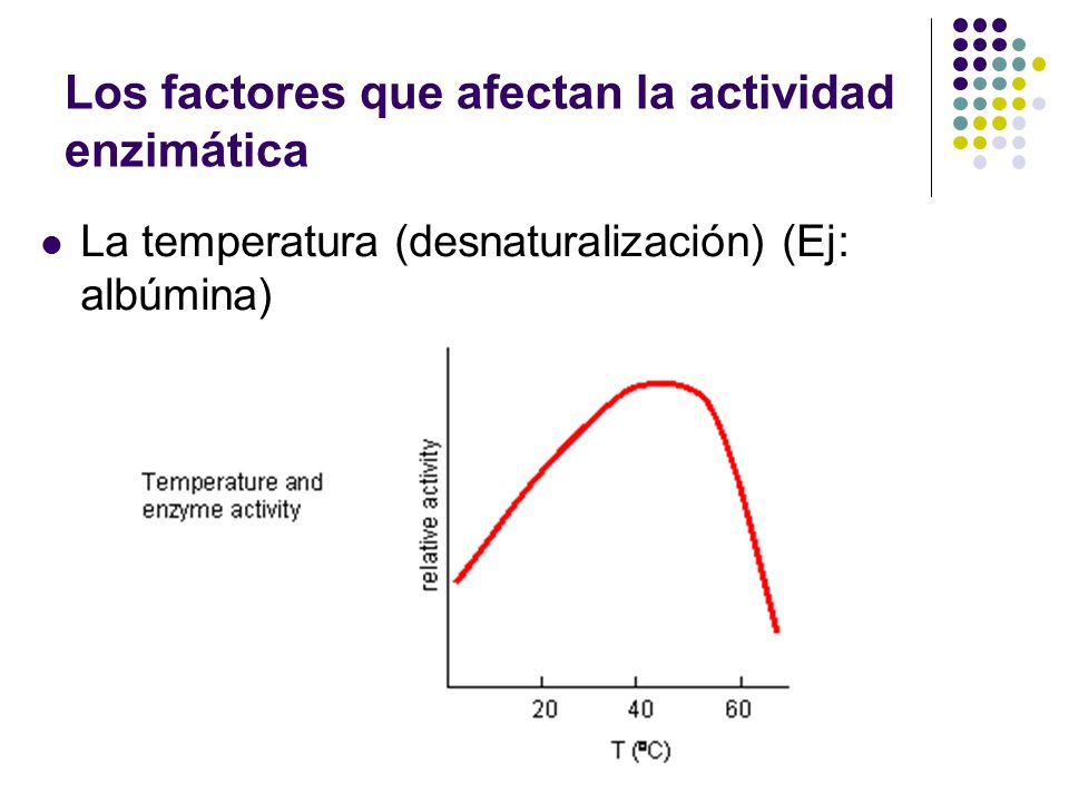 Los factores que afectan la actividad enzimática