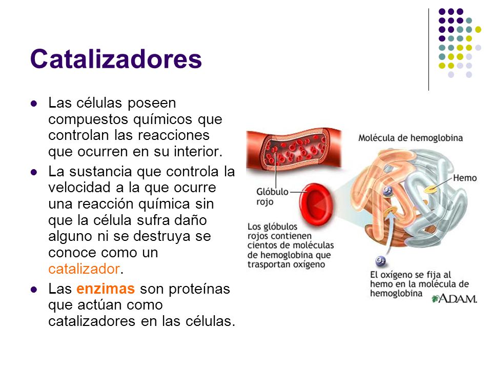 Catalizadores Las células poseen compuestos químicos que controlan las reacciones que ocurren en su interior.