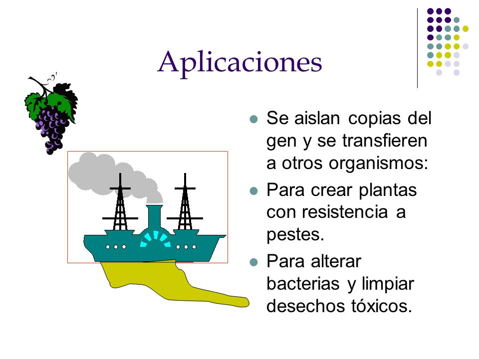 Aplicaciones Se aislan copias del gen y se transfieren a otros organismos: Para crear plantas con resistencia a pestes.