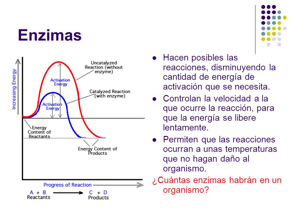 Enzimas Hacen posibles las reacciones, disminuyendo la cantidad de energía de activación que se necesita.