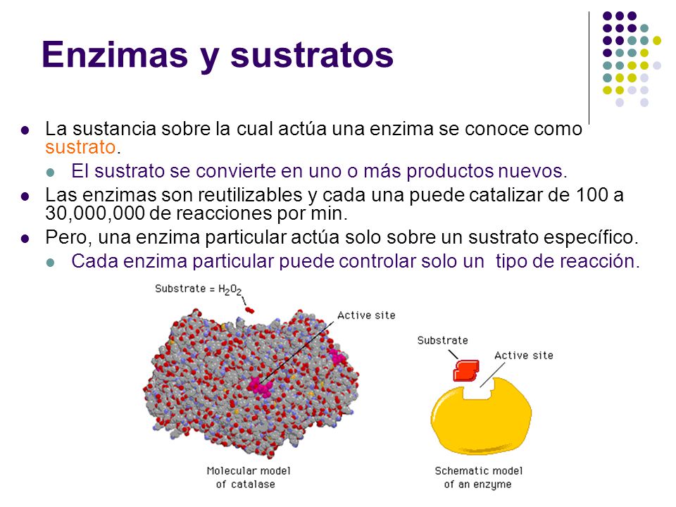 Enzimas y sustratos La sustancia sobre la cual actúa una enzima se conoce como sustrato. El sustrato se convierte en uno o más productos nuevos.