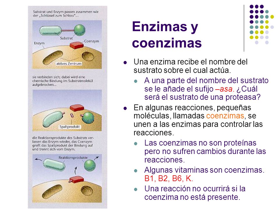 Enzimas y coenzimas Una enzima recibe el nombre del sustrato sobre el cual actúa.