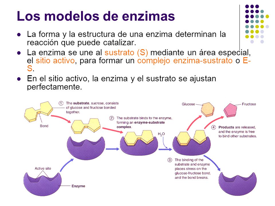 Los modelos de enzimas La forma y la estructura de una enzima determinan la reacción que puede catalizar.