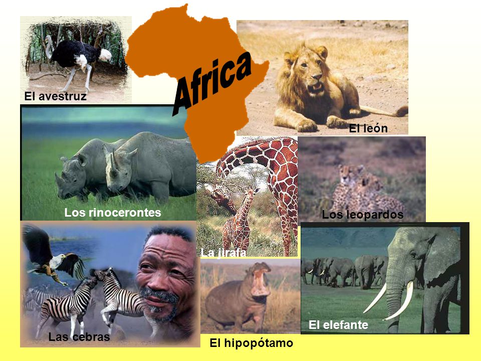 Africa El avestruz El león Los rinocerontes Los leopardos La jirafa