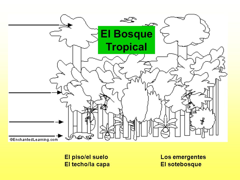 El Bosque Tropical El Bosque Tropical El piso/el suelo Los emergentes