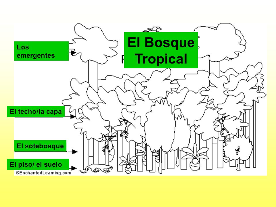 El Bosque Tropical Los emergentes El techo/la capa El sotebosque