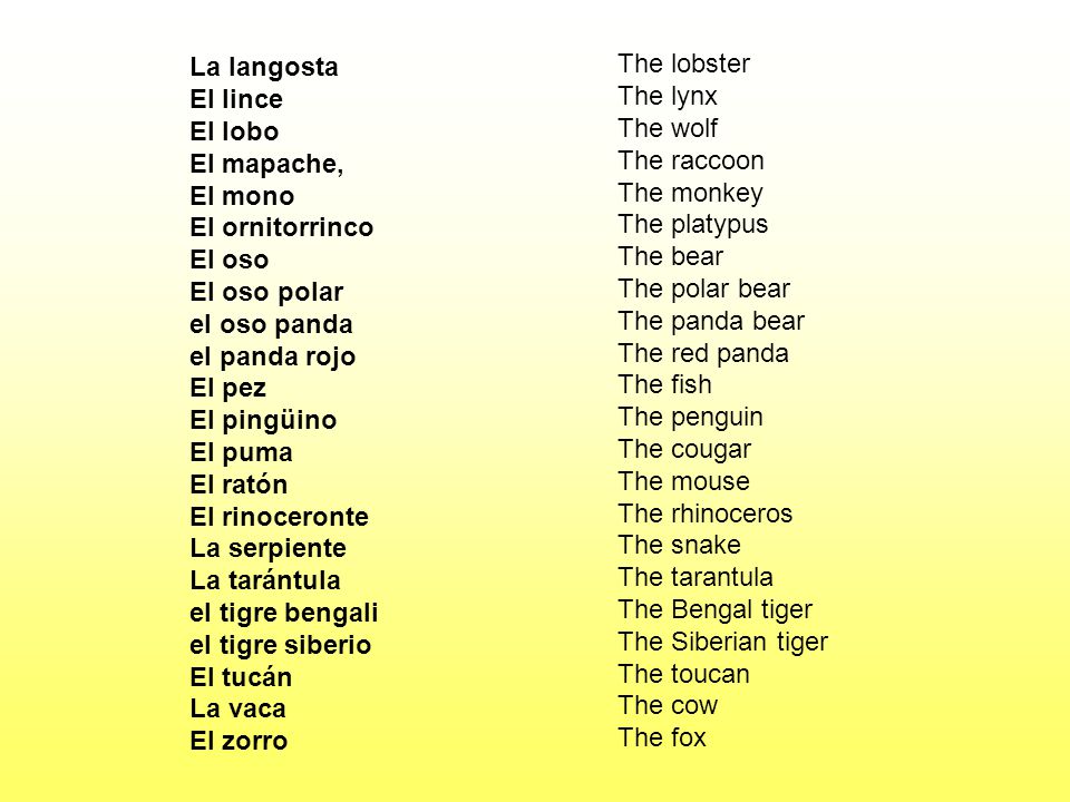 La langosta El lince. El lobo. El mapache, El mono. El ornitorrinco. El oso. El oso polar. el oso panda.