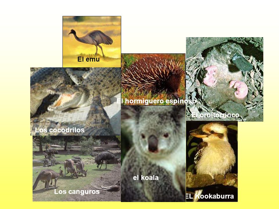 El emu El hormiguero espinoso. El ornitorrinco. Los cocodrilos. Koala. el koala. Los canguros.