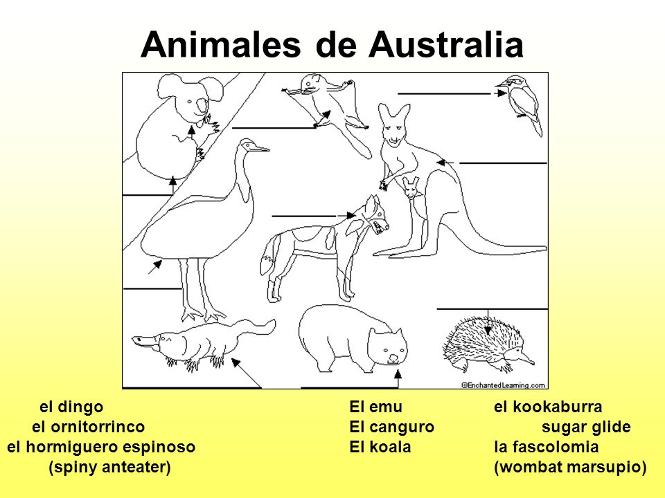 Animales de Australia el dingo el ornitorrinco el hormiguero espinoso