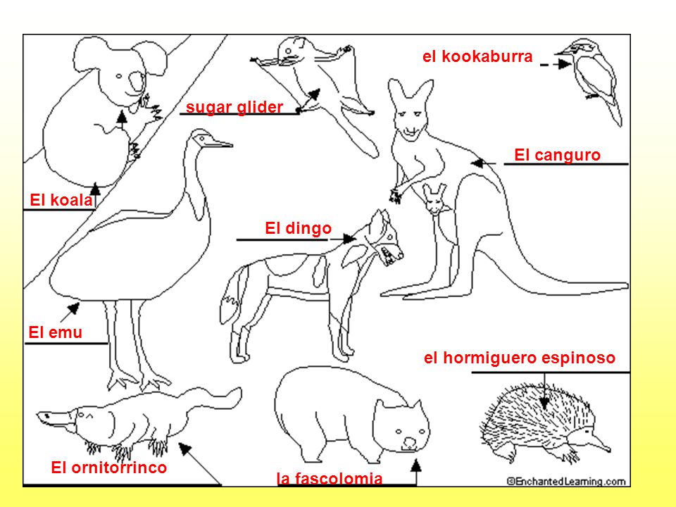 el kookaburra sugar glider. El canguro. El koala. El dingo. El emu. el hormiguero espinoso. El ornitorrinco.