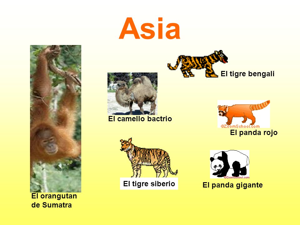 Asia El tigre bengali El camello bactrio El panda rojo